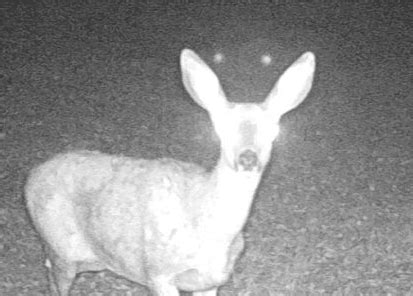 Deer Eyes Reflected in Trail Camera | Metabunk