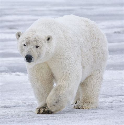 Polar bear Facts for Kids | KidzSearch.com