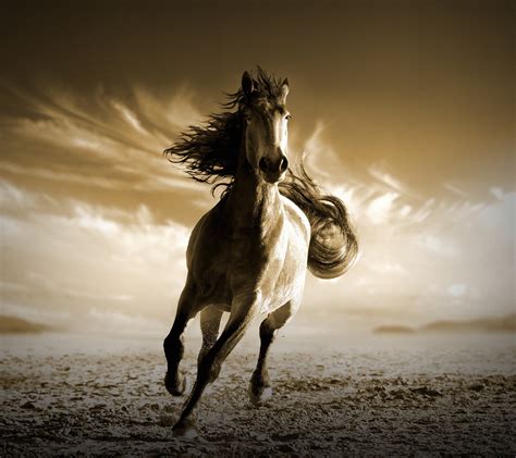 White stallion, Running Horse, HD HD wallpaper | Wallpaper Flare