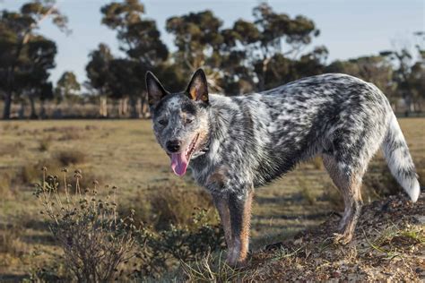 57+ Border Collie Blue Heeler Picture - Codepromos