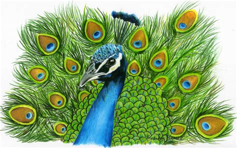 Peacock Drawing With Colour at GetDrawings | Free download