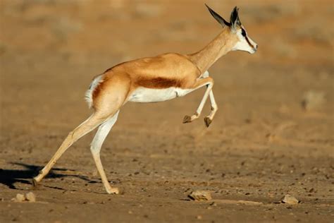 Running Springbok jumping high — Stock Photo © JohanSwanepoel #28270387