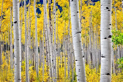 Aspen Trees in Fall Colour: color: Trees: Beautiful Landscape, Seascape, Cityscape, Waterscape ...