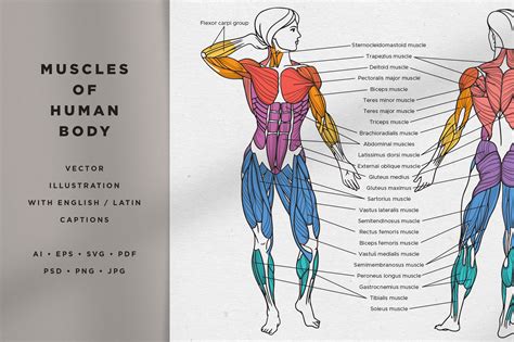 Body Muscle Names / Muscles Of The Human Body | Human muscular system, Human ... - At first ...