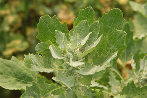 Working Quinoa into a Prairie Crop Rotation - RealAgriculture