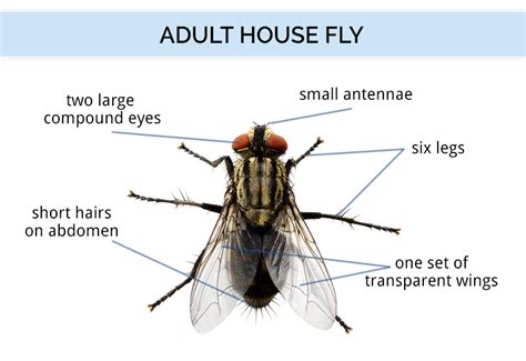 Fly Identification - Types of Flies - House Fly Anatomy