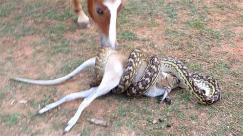 Oh Crap, Look At This Snake Eating A Wallaby