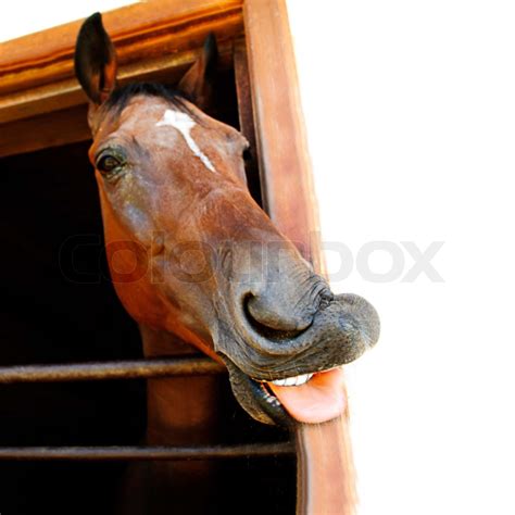 Funny horse's head | Stock image | Colourbox