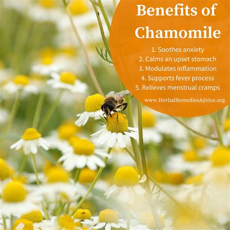 Chamomile benefits