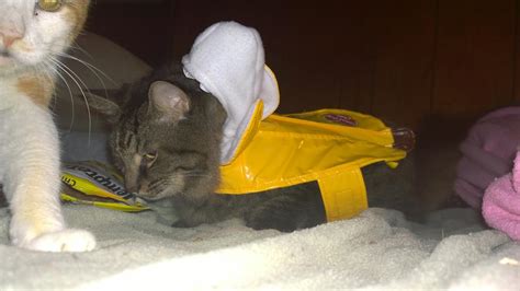 I put my Cat in a Banana Costume (10 Pics of my Cat in Banana Costume) | Halloween | Cat ...