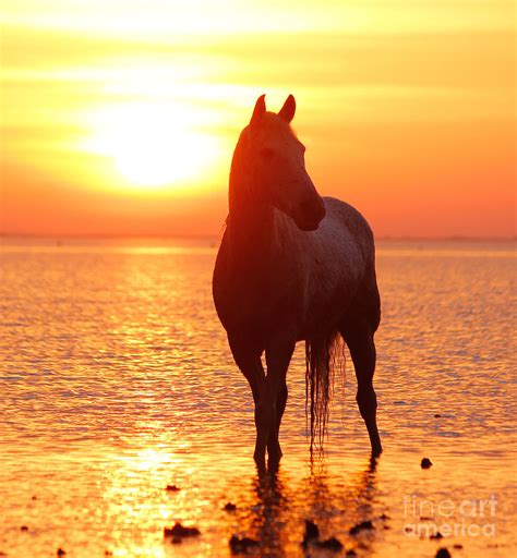 Wild Horse by Egija Labanovska