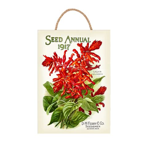 Seed Annual Salvia – BEECHDALE FRAMES