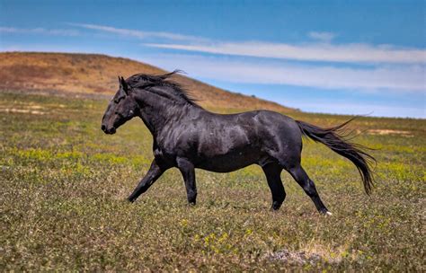 BLACK BEAUTY, Black Stallion, Wild Horse Photography by Rob's Wildlife - RobsWildlife