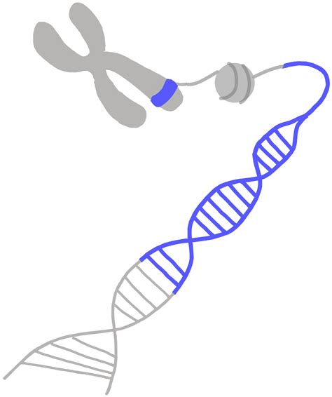 Diversity clipart genetic variation, Picture #922933 diversity clipart genetic variation