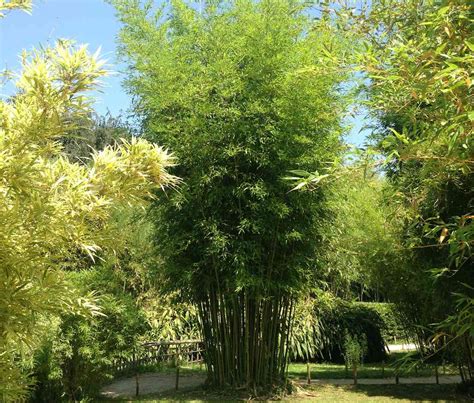 Best clumping bamboos: Never run again - Bambu Batu