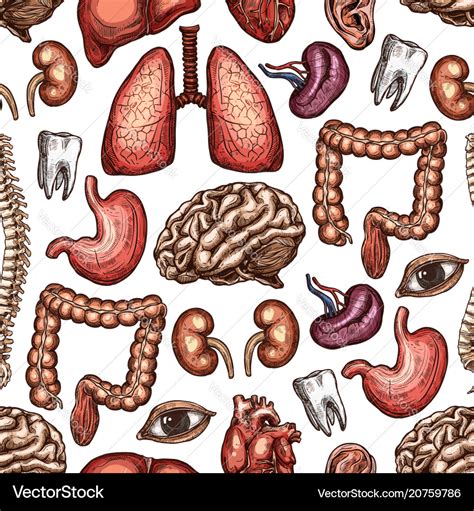 Anatomy seamless pattern background of human organ