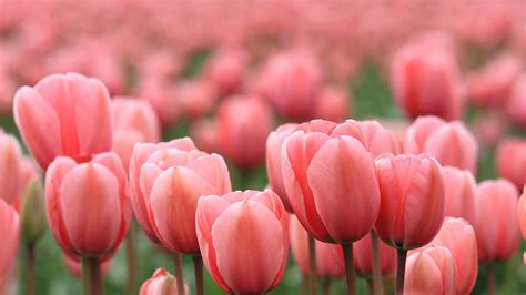 🔥 [60+] Pink Tulips Wallpapers | WallpaperSafari