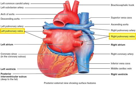 Pulmonary vein anatomy, function, location, ablation, stenosis & thrombosis