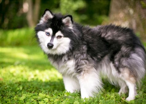 Alaskan Klee Kai Guide (Lifespan, Size & Characteristics)