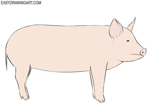 How to Draw a Pig - Easy Drawing Art