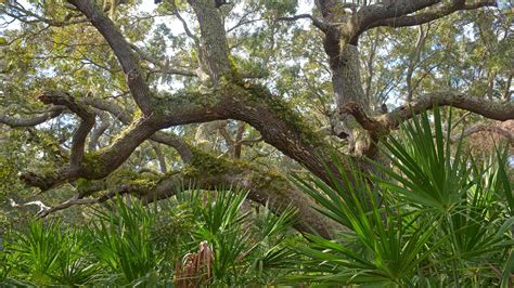 Identify Florida Plants, Trees, and Flowers – Florida Hikes