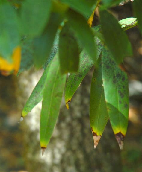 Drought Brings Right Conditions to Stem Sudden Oak Death