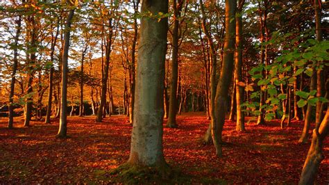 forest, Fall, Leaves, Trees Wallpapers HD / Desktop and Mobile Backgrounds