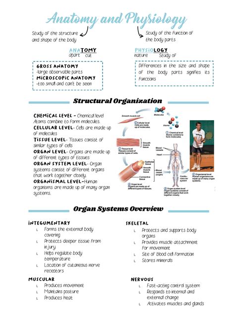 Anatomy and Physiology notes - Anatomy and Physiology Study of the structure and shape of the ...