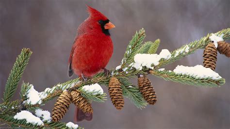 Download Cardinal Pine Cone Branch Bird Animal Northern Cardinal HD Wallpaper by Scott Ford