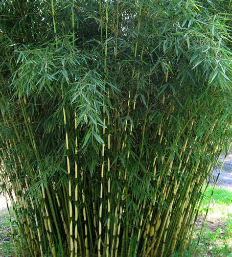 Fargesia robusta 'Pingwu' Green Screen | Bamboo Garden