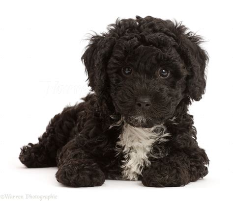 Dog: Black Poodle-cross puppy photo WP46947