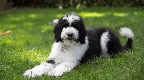 Border Collie Poodle Mix: The Ultimate Canine Brainiac - Depend On Dogs