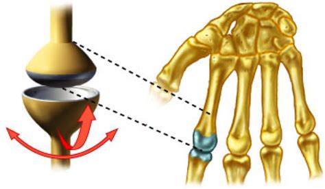 Condyloid Joint