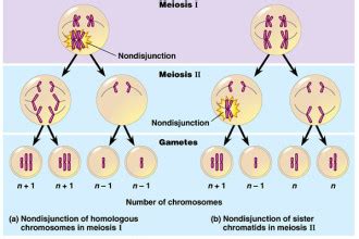 meiosis stages animation : Biological Science Picture Directory – Pulpbits.net