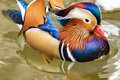 Mandarin Duck - Earth.com Mandarin Duck