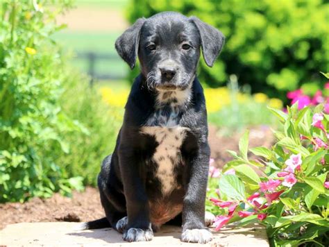 Are Labrador Retriever Mix Hypoallergenic