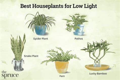 Best Large Indoor Plants Low Light