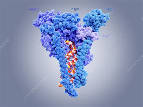 Structure Of Rna Dependent Rna Polymerase