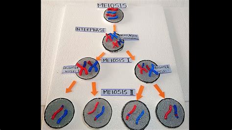 Cell Division Meiosis Animation Youtube