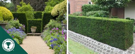 Yew Hedge Spacing - Hopes Grove Nurseries