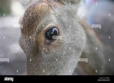 closeup of deer eye Stock Photo - Alamy