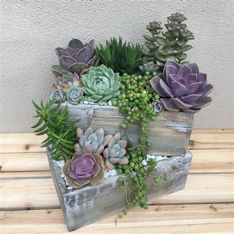 30+ Indoor Succulent Arrangement Ideas – DECOOMO