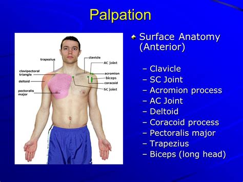 Coracoid Process Palpation