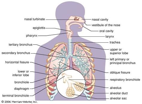 Components of the human respiratory system | Britannica