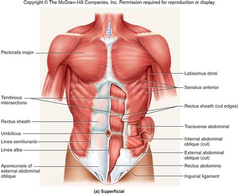 Anatomy Of The Core - ANATOMY