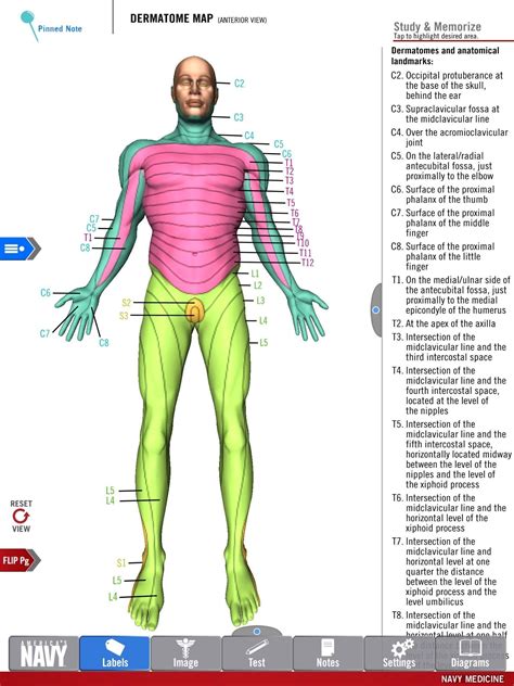 Dermatom Anatomie