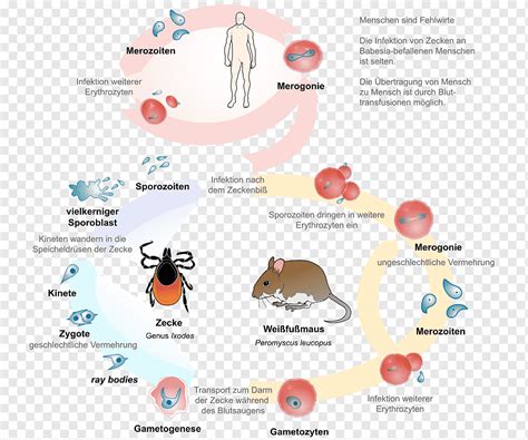 Apicomplexan Life Cycle