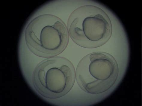 Zebrafish Embryo Stages