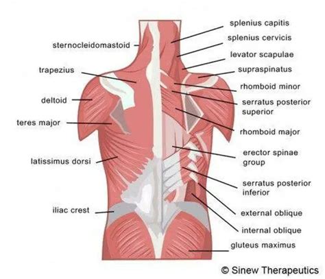 Pictures Of Back Muscles