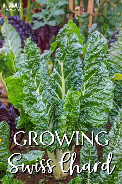 Growing Swiss Chard in Containers and in the Vegetable Garden